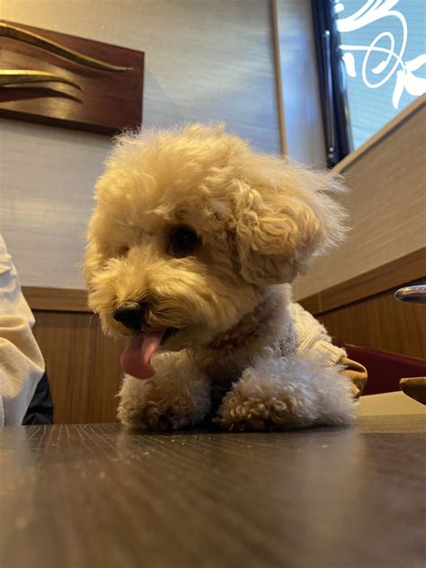 愛犬ヴィレッジ 閉店|愛犬ヴィレッジ閉店のお知らせ 